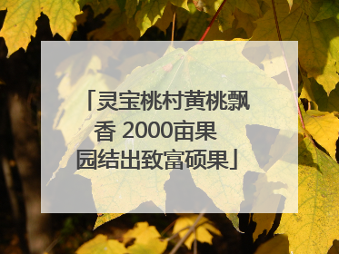 灵宝桃村黄桃飘香 2000亩果园结出致富硕果