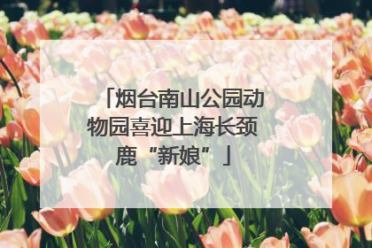 烟台南山公园动物园喜迎上海长颈鹿“新娘”