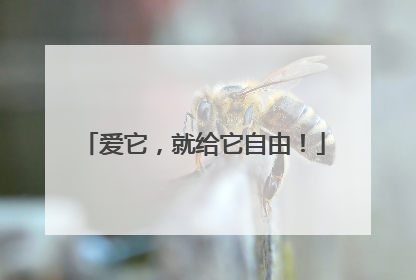 爱它，就给它自由！
