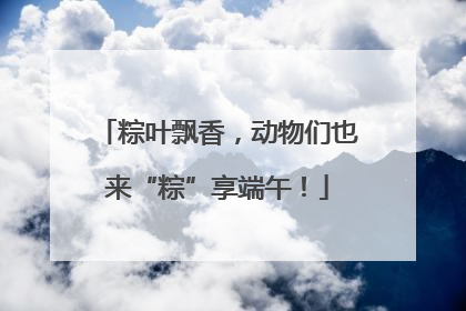 粽叶飘香，动物们也来“粽”享端午！