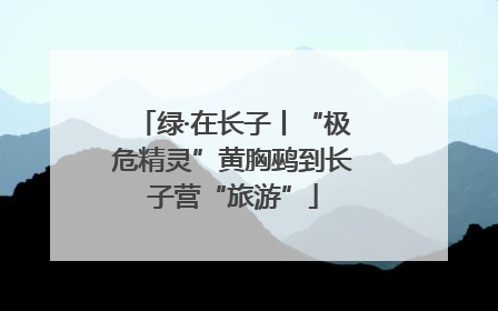 绿·在长子丨“极危精灵”黄胸鹀到长子营“旅游”