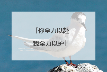你全力以赴 我全力以护