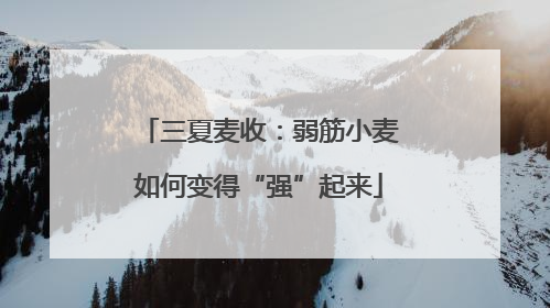 三夏麦收：弱筋小麦如何变得“强”起来