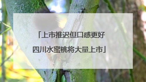 上市推迟但口感更好 四川水蜜桃将大量上市