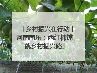 乡村振兴在行动丨河南南乐：西红柿铺就乡村振兴路