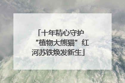 十年精心守护 “植物大熊猫”红河苏铁焕发新生