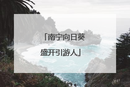南宁向日葵盛开引游人