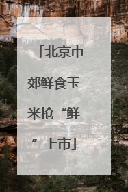 北京市郊鲜食玉米抢“鲜”上市