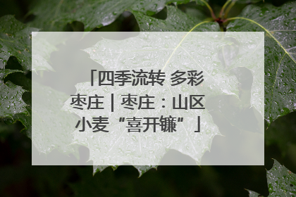 四季流转 多彩枣庄｜枣庄：山区小麦“喜开镰”
