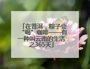 在普洱，粽子会“喝”咖啡——有一种叫云南的生活之365天