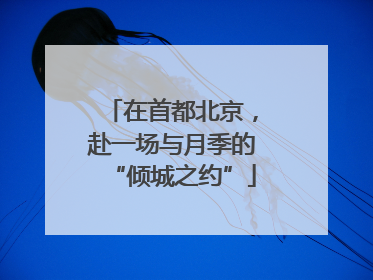 在首都北京，赴一场与月季的“倾城之约”