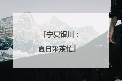 宁夏银川：夏日采茶忙