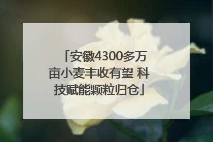安徽4300多万亩小麦丰收有望 科技赋能颗粒归仓