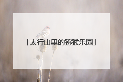 太行山里的猕猴乐园