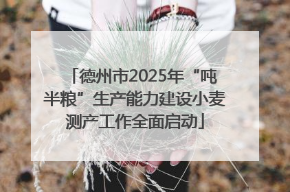 德州市2025年“吨半粮”生产能力建设小麦测产工作全面启动