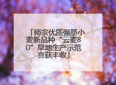师宗优质强筋小麦新品种“云麦80”旱地生产示范喜获丰收