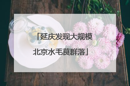 延庆发现大规模北京水毛茛群落