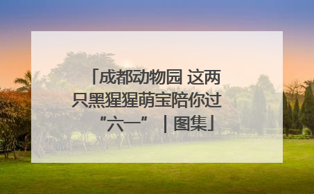 成都动物园 这两只黑猩猩萌宝陪你过“六一”｜图集