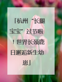 杭州“长腿宝宝”过节啦！世界长颈鹿日邂逅新生幼崽