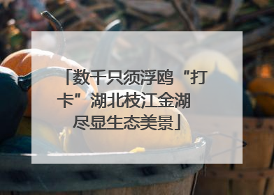 数千只须浮鸥“打卡”湖北枝江金湖 尽显生态美景