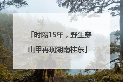 时隔15年，野生穿山甲再现湖南桂东