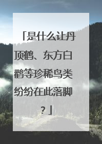 是什么让丹顶鹤、东方白鹳等珍稀鸟类纷纷在此落脚？
