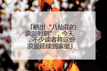 晒出“八仙花的浪漫时刻”，今天，不少读者将这份浪漫延续到家里