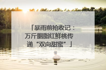 暴雨前抢收记：万斤胭脂红鲜桃传递“双向甜蜜”