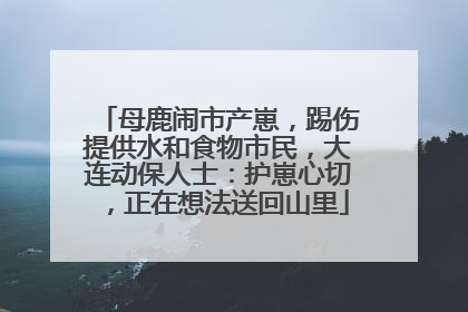 母鹿闹市产崽，踢伤提供水和食物市民，大连动保人士：护崽心切，正在想法送回山里