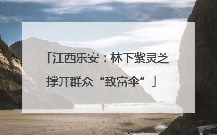 江西乐安：林下紫灵芝撑开群众“致富伞”