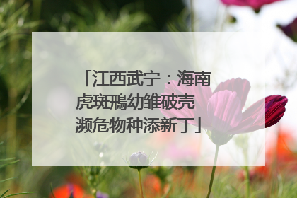 江西武宁：海南虎斑鳽幼雏破壳 濒危物种添新丁