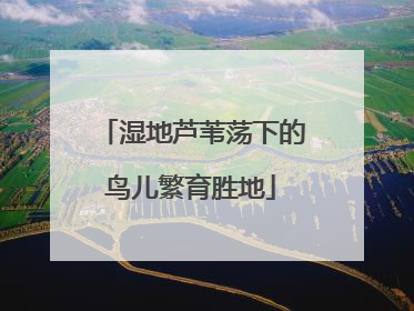 湿地芦苇荡下的鸟儿繁育胜地