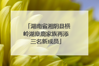 湖南省湘阴县横岭湖麋鹿家族再添三名新成员