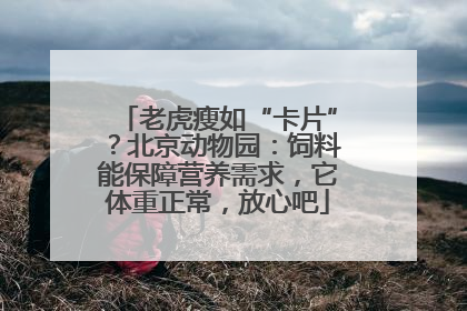 老虎瘦如“卡片”？北京动物园：饲料能保障营养需求，它体重正常，放心吧