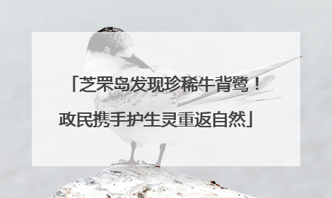 芝罘岛发现珍稀牛背鹭！政民携手护生灵重返自然