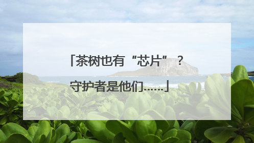 茶树也有“芯片”？守护者是他们……