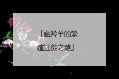 藏羚羊的繁殖迁徙之路