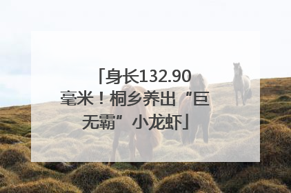 身长132.90毫米！桐乡养出“巨无霸”小龙虾