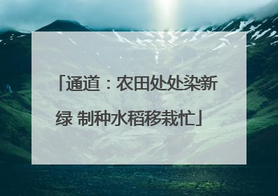 通道：农田处处染新绿 制种水稻移栽忙
