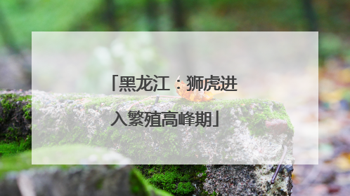 黑龙江：狮虎进入繁殖高峰期